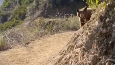 The mother bear can be seen ready to charge towards the runner on the dusty dirt path.