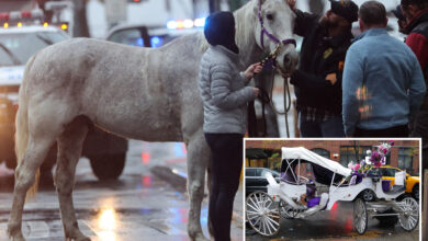 NYC carriage horse breaks free from operator, runs into 4 cars