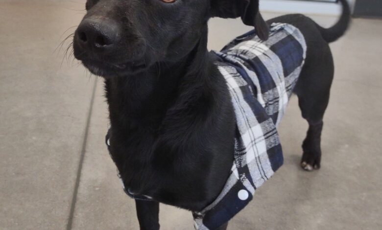 A small black dog with big brown eyes wearing a black and gray plaid sweater.