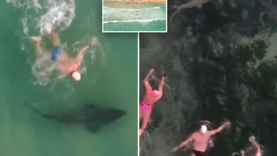 Swimmers' surprised reaction to sharks at Bondi Beach