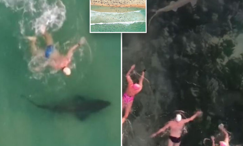 Swimmers' surprised reaction to sharks at Bondi Beach