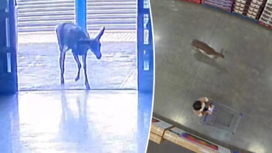 'Mastermind' deer strolls up and down Sam's Club aisle -- without a membership -- in caught-on-video incident