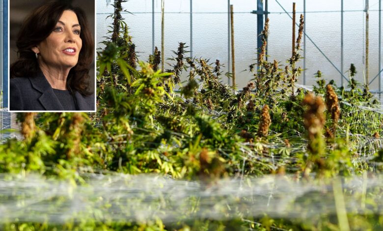 New York marijuana farmers 'financially ruined' by Hochul veto