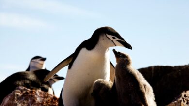 Chinstrap parents take 10,000 tiny naps throughout the day.