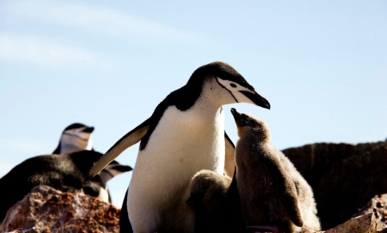 Chinstrap parents take 10,000 tiny naps throughout the day.