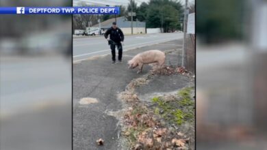 pig chased by cops