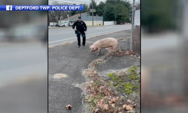 pig chased by cops