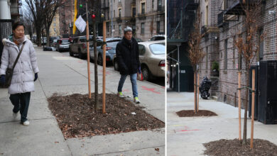 Residents baffled after trees put in middle of NYC sidewalk