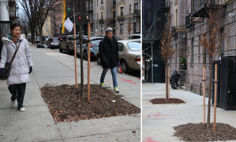 Residents baffled after trees put in middle of NYC sidewalk