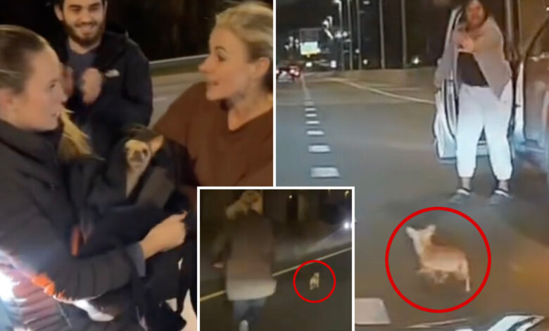 Runaway Chihuahua named Bean is saved in dramatic caught-on-video rescue on NYC highway