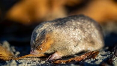 De Winton's golden mole is a blind mammal that lives underground and has acute hearing that detects vibrations from movement above the surface.