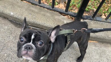 A French bulldog was stolen at gunpoint in Long Island City on Christmas morning.