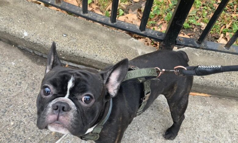 A French bulldog was stolen at gunpoint in Long Island City on Christmas morning.