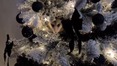 Texas woman Brett Ingram went viral after she discovered an opossum in her Christmas tree.