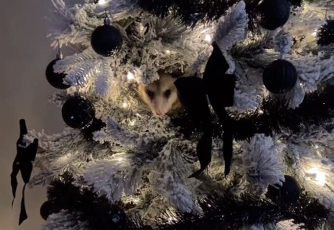 Texas woman Brett Ingram went viral after she discovered an opossum in her Christmas tree.