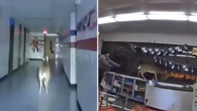 Wild video captures deer running in NJ elementary school