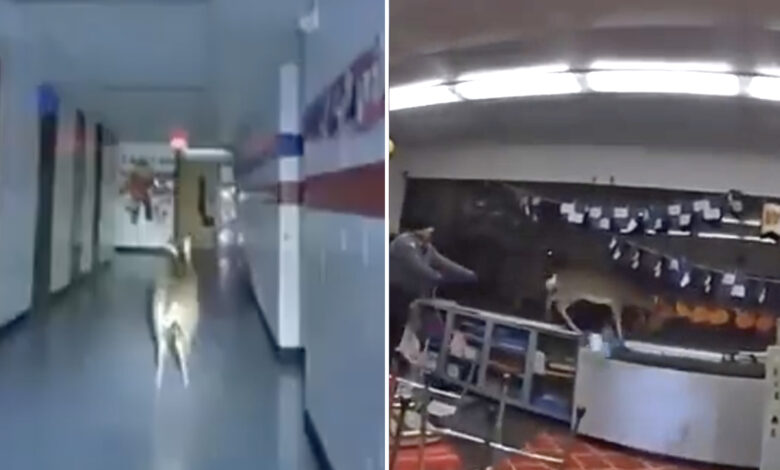 Wild video captures deer running in NJ elementary school