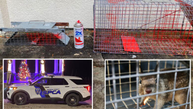 Annoyed upstate NY man busted for allegedly spray-painting squirrels for getting into his yard