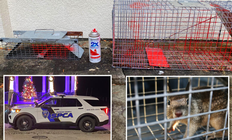 Annoyed upstate NY man busted for allegedly spray-painting squirrels for getting into his yard