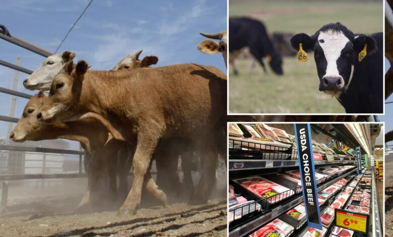 Beef prices expected to stay high as drought causes America to run low on cows