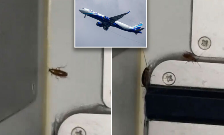 Cockroaches spotted running amok on airplane in horrifying video