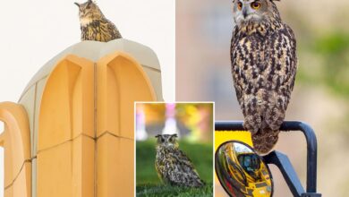 Flaco the owl, who escaped Central Park Zoo, dead after apparent NYC building collision