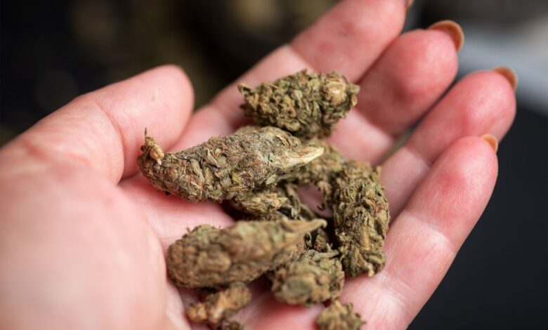 Photo of marijuana buds