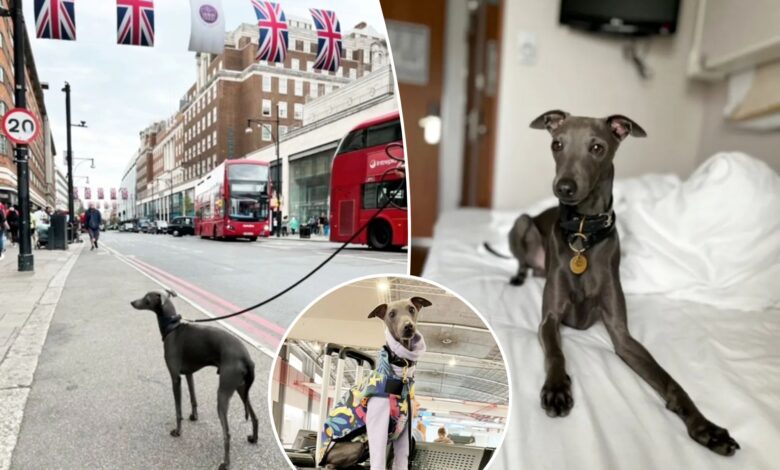 Italian greyhound, Enzo, travels world, gets own airplane cabin