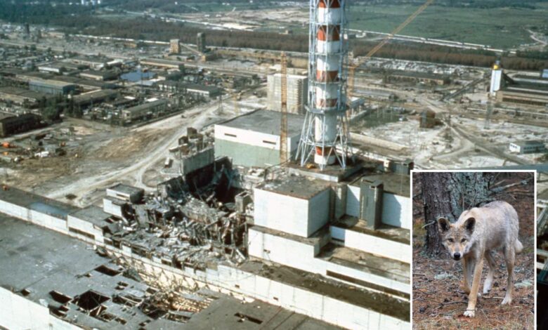 Mutant wolves in Chernobyl developed cancer-resilient abilities: study