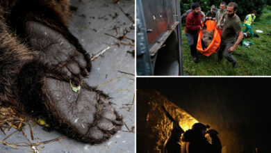 Spain sets up ranger patrol to protect villages from massive bears that were once nearly extinct