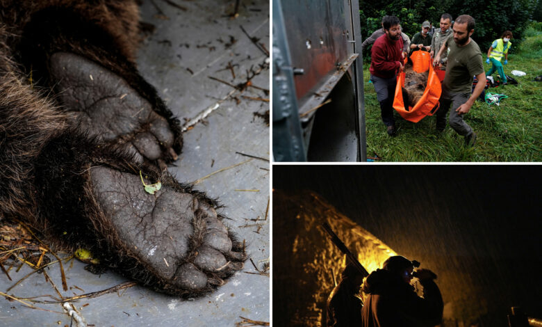 Spain sets up ranger patrol to protect villages from massive bears that were once nearly extinct