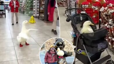 Buc-ee's bans man for bringing his service duck inside store