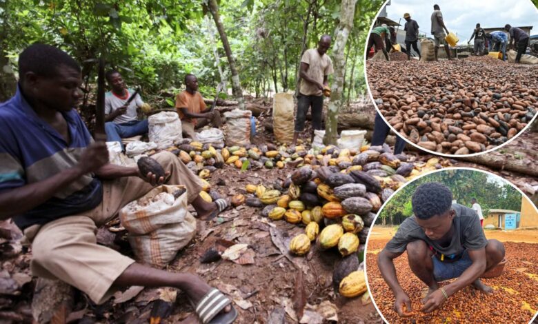Chocolate prices likely to soar as African cocoa processing plants can't afford to buy beans