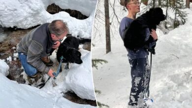 Colorado dog missing for 10 days found trapped in snow just feet from home