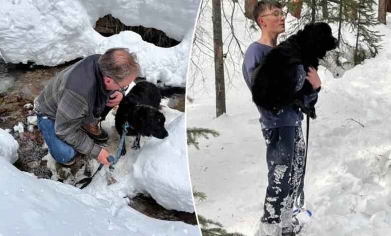 Colorado dog missing for 10 days found trapped in snow just feet from home