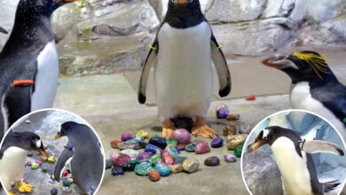 Detroit Zoo penguins do sweet gesture for their mates: video