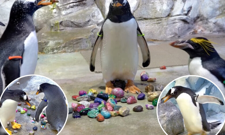 Detroit Zoo penguins do sweet gesture for their mates: video