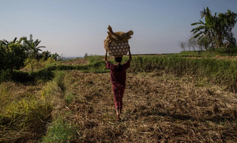 How One Indonesian Church Is Fighting Food Insecu...