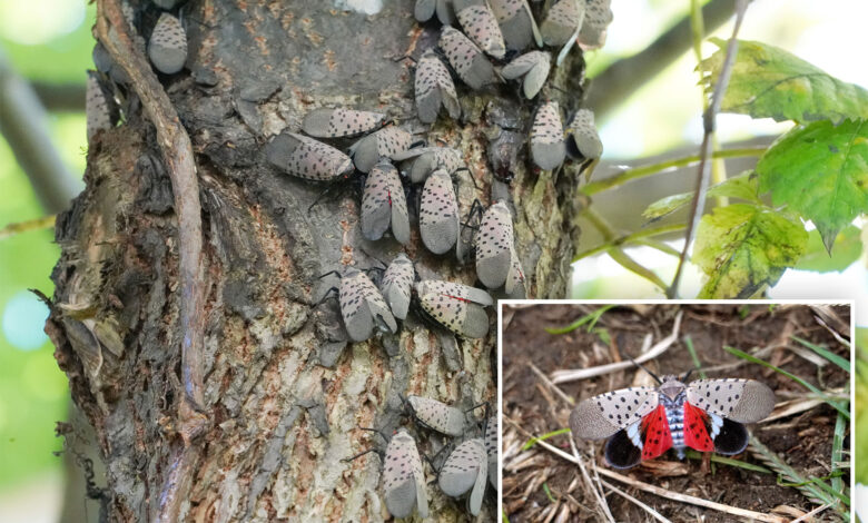 If you want to avoid lanternflies this summer, here's how you need to act NOW