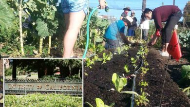 UC Berkeley accused of segregation by allegedly banning whites from community farm