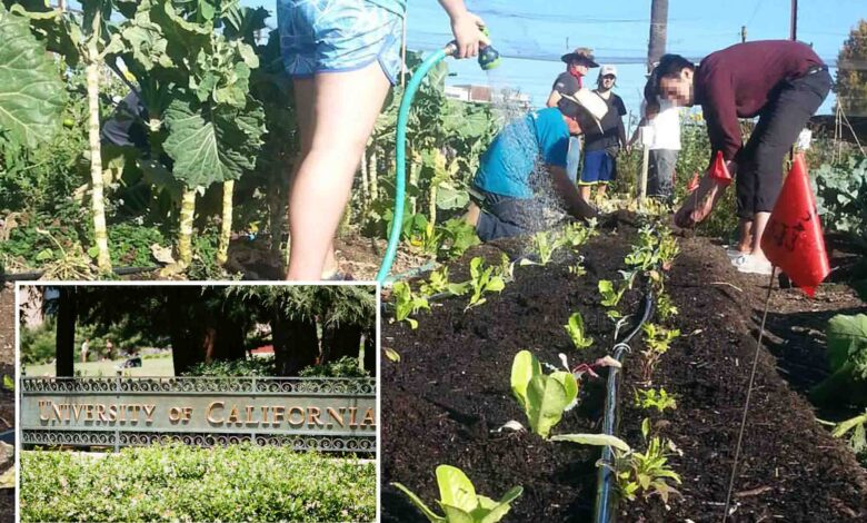 UC Berkeley accused of segregation by allegedly banning whites from community farm