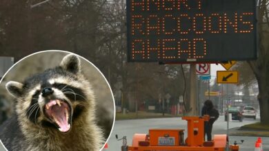 Washington street sign hacked to display surprising warning about 'angry raccoons'