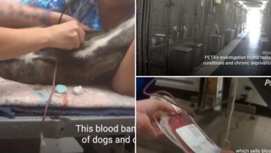 Animal blood bank accused by PETA of drawing supply from 'sick' dogs is dropped by veterinary hospital chains