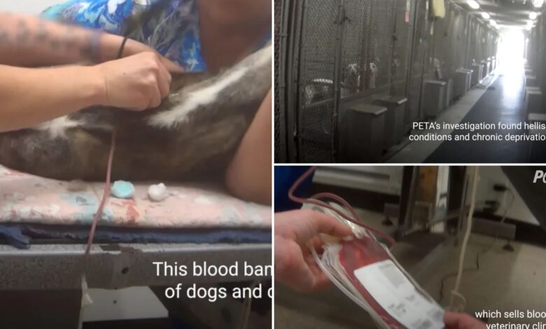 Animal blood bank accused by PETA of drawing supply from 'sick' dogs is dropped by veterinary hospital chains