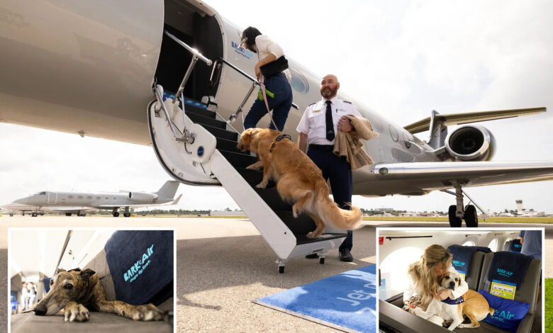 BARK Air launches first luxury airlines for dogs -- charges $16K