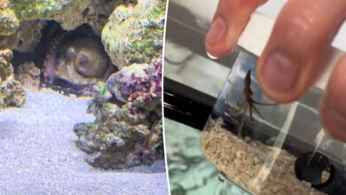 Family gets octopus to raise as a pet — then it had babies