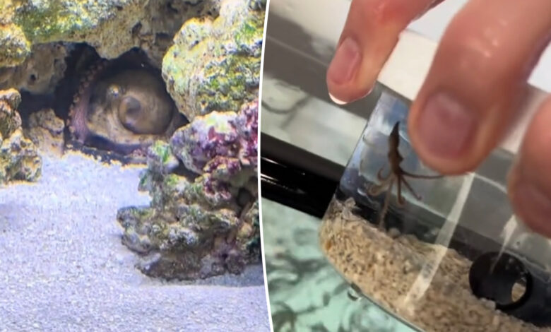 Family gets octopus to raise as a pet — then it had babies