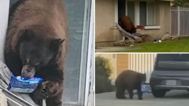 Bear breaks into homes to steal cookies in hilarious video — and earns a cute nickname