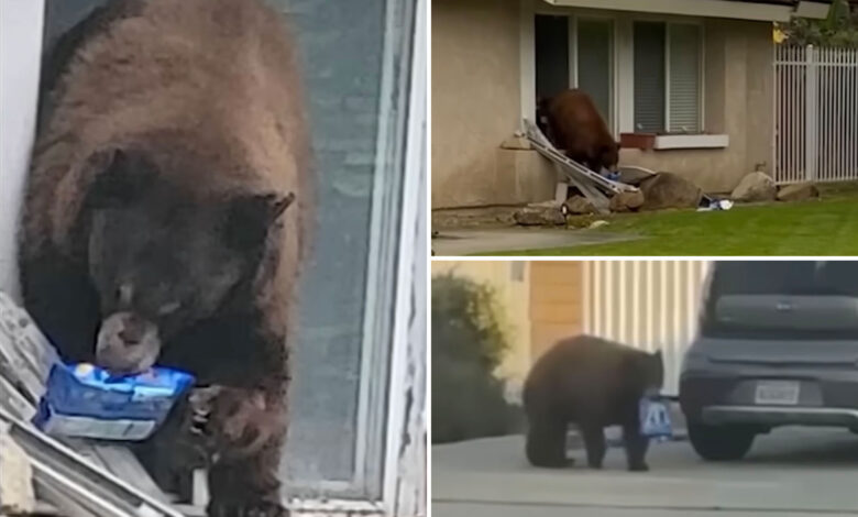 Bear breaks into homes to steal cookies in hilarious video — and earns a cute nickname