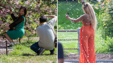 Cherry blossoms under attack by branch-shaking social media influencers at Brooklyn Botanical Garden